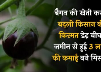 बैंगन की खेती करके बदली किसान की किस्मत, डेढ़ बीघा ज़मीन से हुई 3 लाख की कमाई गांव के लिए बने मिसाल