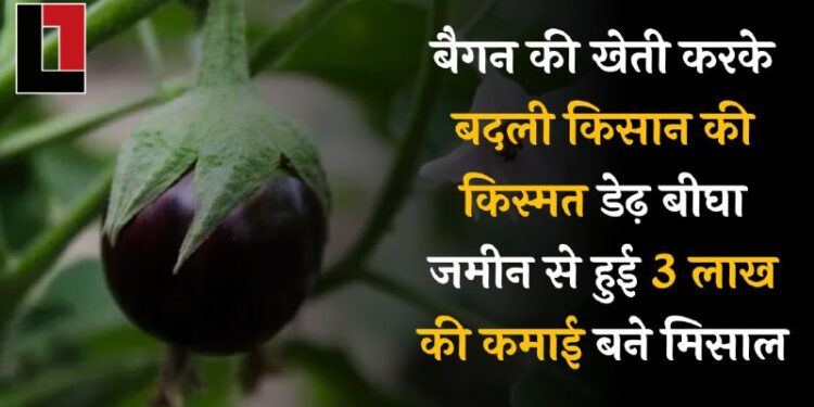 बैंगन की खेती करके बदली किसान की किस्मत, डेढ़ बीघा ज़मीन से हुई 3 लाख की कमाई गांव के लिए बने मिसाल