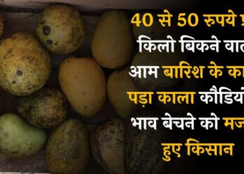 40 से 50 रुपये प्रति किलो बिकने वाला आम बारिश के कारण पड़ा काला, कौड़ियों के भाव बेचने को मजबूर हुए किसान।