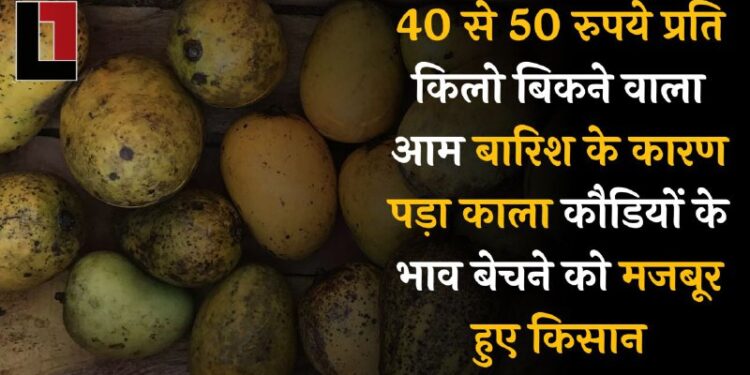 40 से 50 रुपये प्रति किलो बिकने वाला आम बारिश के कारण पड़ा काला, कौड़ियों के भाव बेचने को मजबूर हुए किसान।