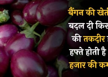 बैंगन की खेती ने बदल दी किसान की तकदीर, हर हफ्ते होती है 10 हजार की कमाई।